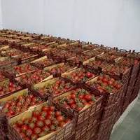 جهش ۴۳ درصدی قیمت گوجه فرنگی در آبان ۱۴۰۴