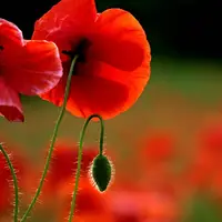 شقایق اولیفرا توانایی‌ تامین ۹۰ درصد مواد اولیه دارویی را دارد؛ نیازی به کشت خشخاش نیست