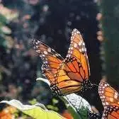 عکاسی از پروانه‌ های زیبا در مکزیک