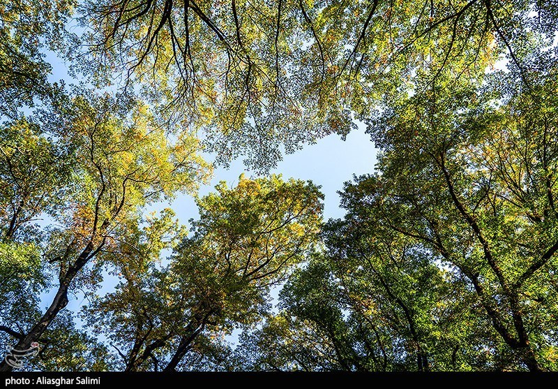 طبیعت پاییزی چشمه لال گلستان