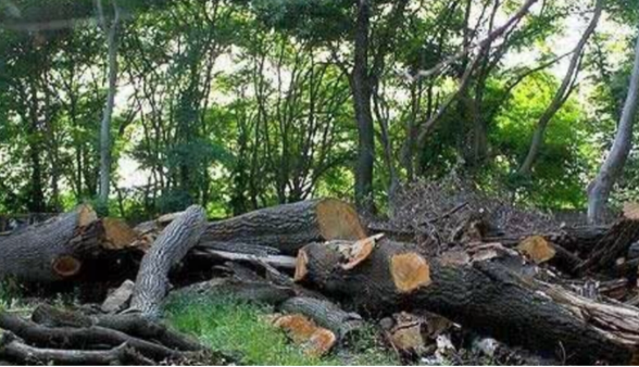 کلاگر: باند ۱۳ نفره قاچاق چوب در آمل متلاشی شد