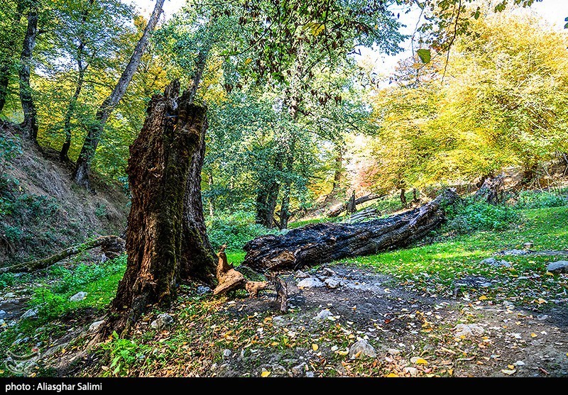 طبیعت پاییزی چشمه لال گلستان