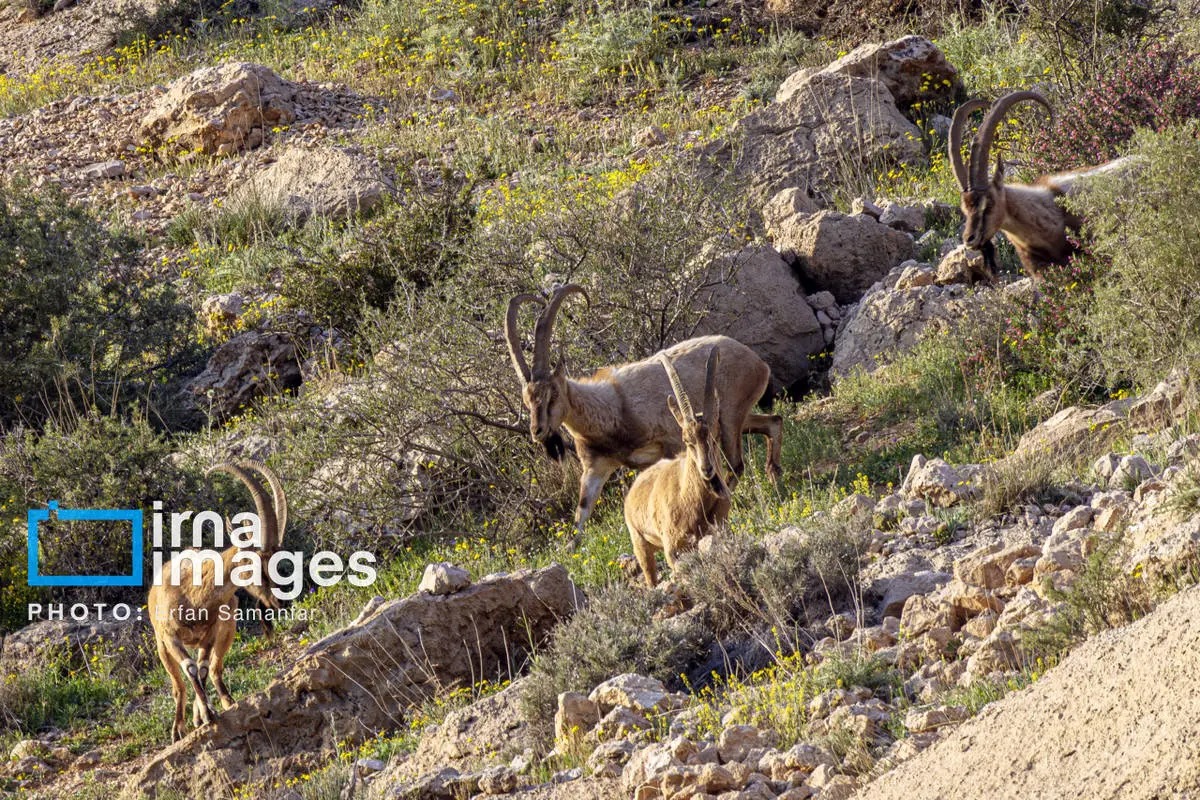 سلاطین صخره‌های تیز زاگرس و البرز