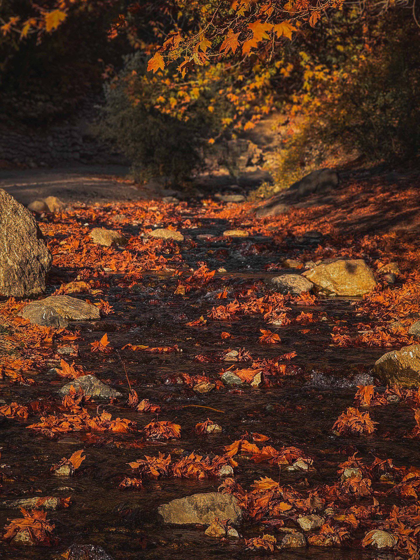 طبیعت پاییزی روستای بوژان نیشابور