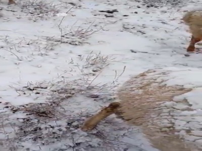 سفیدپوش شدن ارتفاعات چالوس با بارش برف