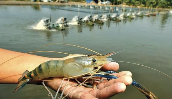 افزایش ۱۰۰ درصدی تولید میگو در کنارک؛ پرورش ۱۲۶ میلیون قطعه لارو میگو