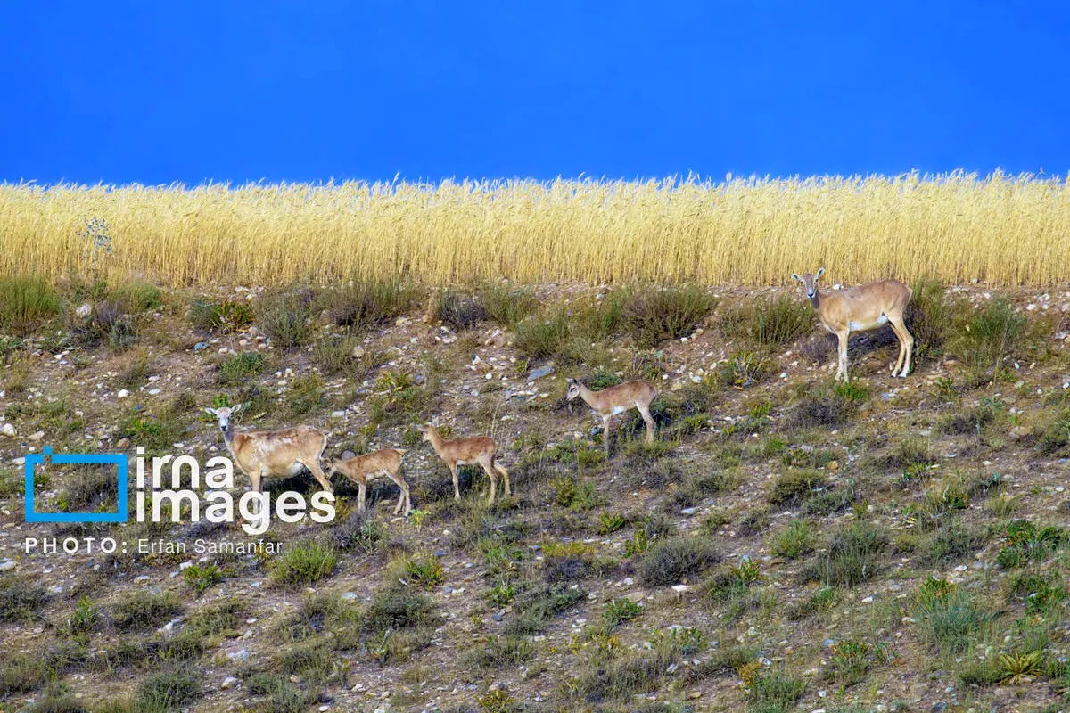 سلاطین صخره‌های تیز زاگرس و البرز
