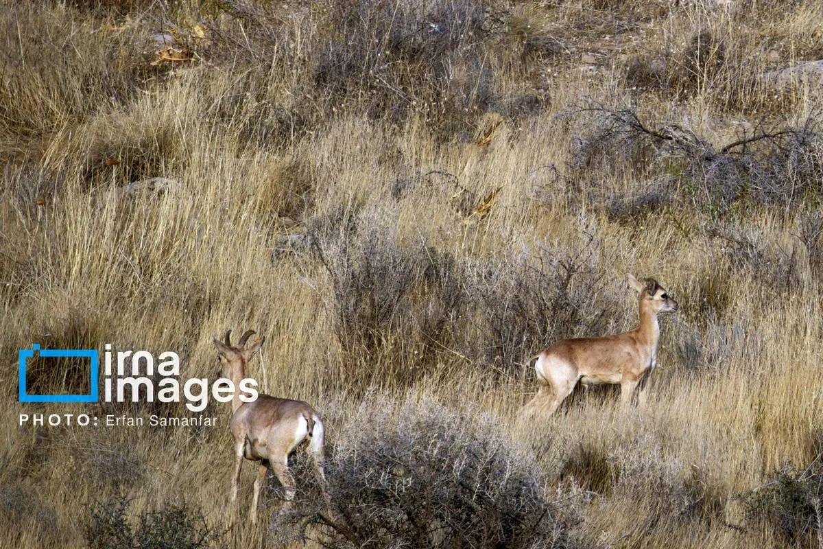 سلاطین صخره‌های تیز زاگرس و البرز