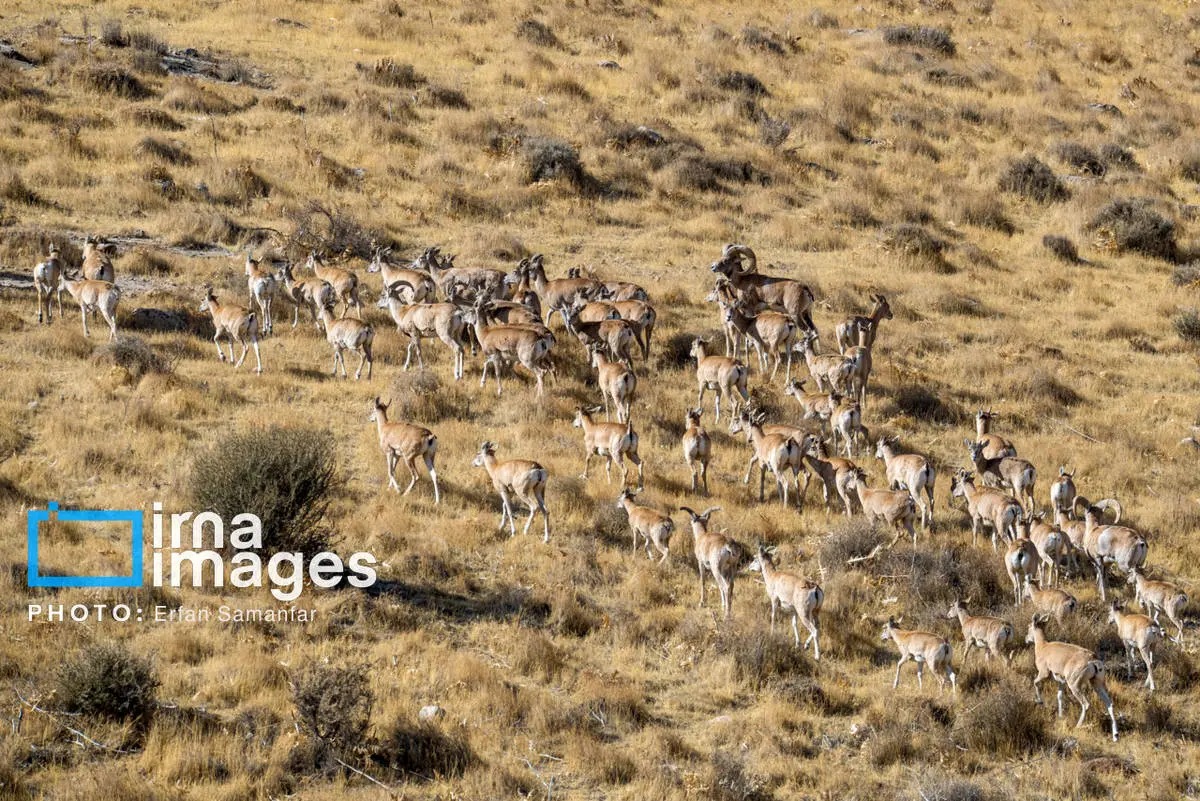 سلاطین صخره‌های تیز زاگرس و البرز