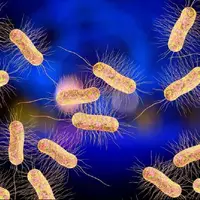 باکتری‌ها هم نساج شدند و هم رنگرز!