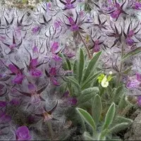 مصلحات چای کوهی