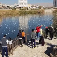 آبگیر پارک فروزان شیراز از خطر سگ ولگرد و موش پاکسازی شد