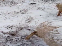 سفیدپوش شدن ارتفاعات چالوس با بارش برف