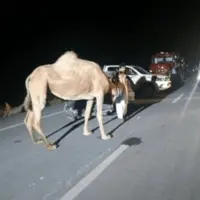 تصادف با شتر سرگردان در هرمزگان باز هم جان گرفت