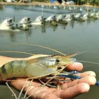 افزایش ۱۰۰ درصدی تولید میگو در کنارک؛ پرورش ۱۲۶ میلیون قطعه لارو میگو