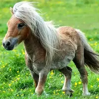 کوچک‌ترین و بامزه ترین اسب جهان