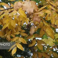 آخرین وضعیت بارندگی در استان یزد