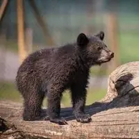 سرنوشت توله خرس گمشده پردیسان