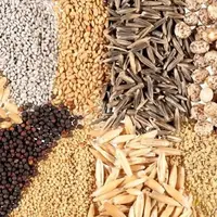 پشت پرده کمبود نهاده‌های دامی