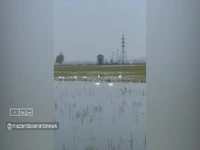 آغاز گردشگری زمستانه قو‌ها در مازندران