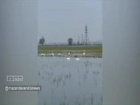 آغاز گردشگری زمستانه قوها در مازندران