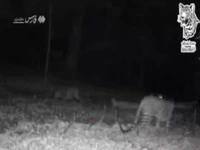 تصاویر ۴پلنگ ایرانی در منطقه سواد کوه مازندران