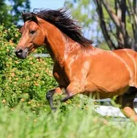 جشنواره اسب کاسپین در بندرانزلی