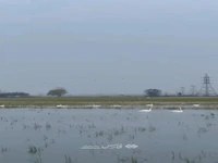 فیلم/ آواز قوهای مهاجر در تالاب سرخ‌رود پیچید