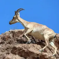 سلاطین صخره‌های تیز زاگرس و البرز