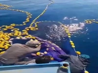 کوسه نهنگی در تور صیادان جاسکی