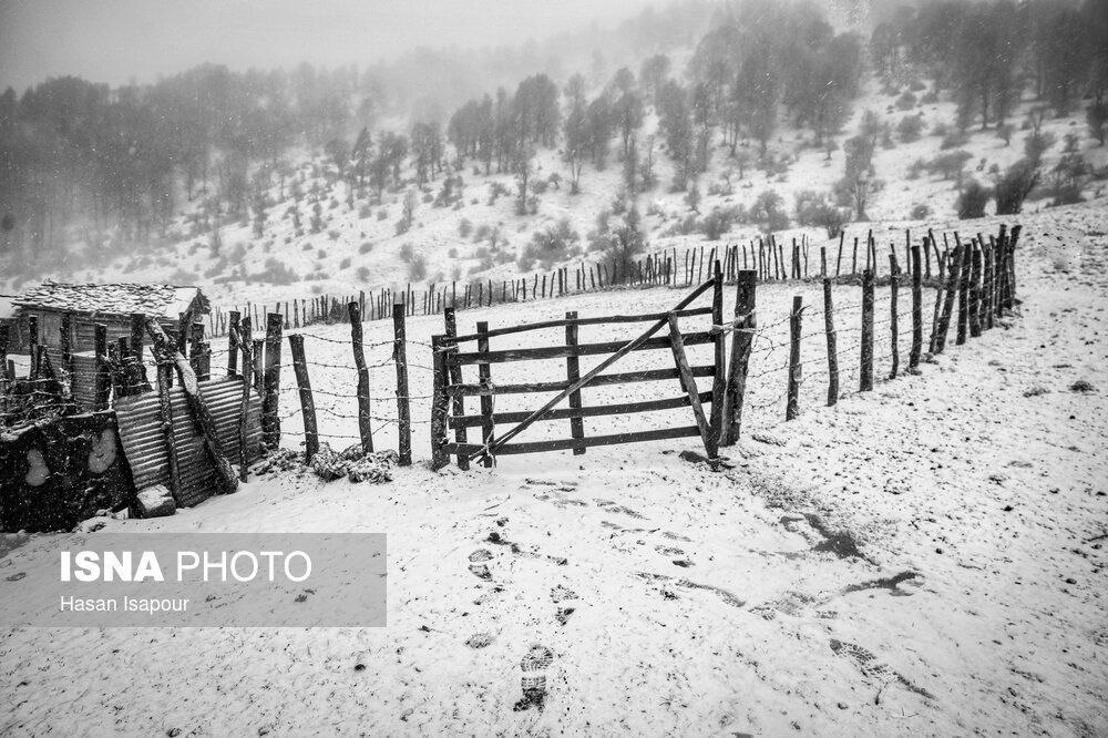 عکس/ بارش برف پاییزی در روستاهای کوهستانی سوادکوه