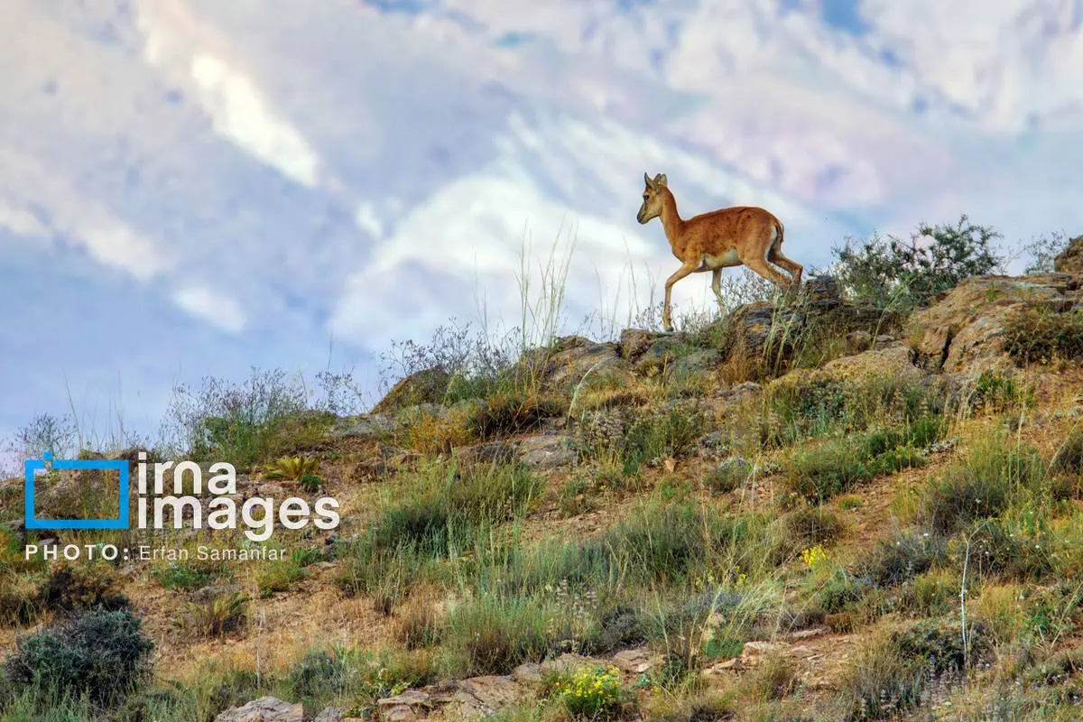 سلاطین صخره‌های تیز زاگرس و البرز