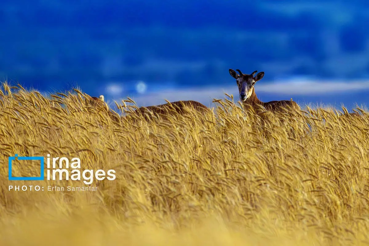 سلاطین صخره‌های تیز زاگرس و البرز