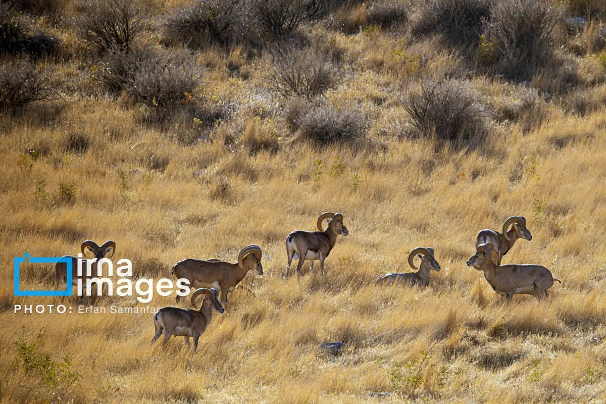 سلاطین صخره‌های تیز زاگرس و البرز