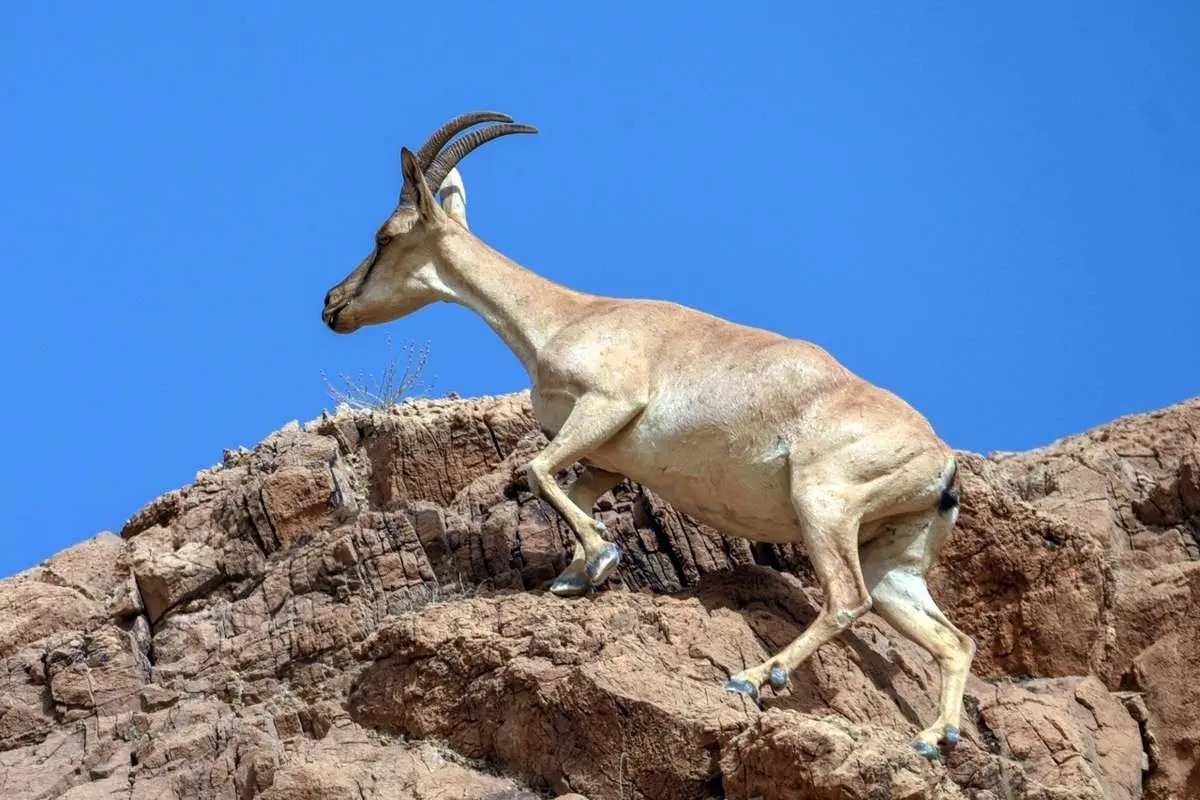 سلاطین صخره‌های تیز زاگرس و البرز