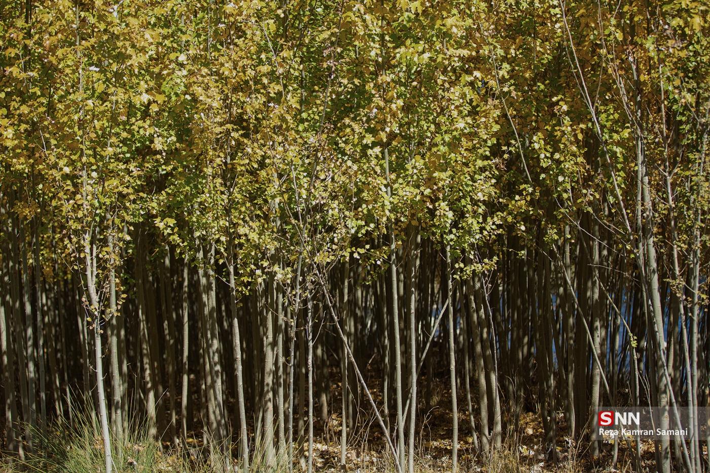 طبیعت پاییزی حاشیه زاینده رود در شهرستان سامان