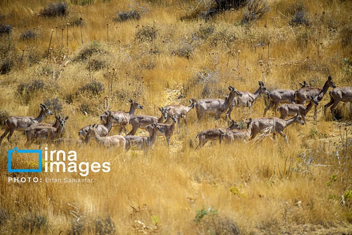 سلاطین صخره‌های تیز زاگرس و البرز