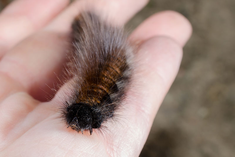 کرم سمی پشمالو