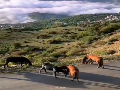 قابهایی زیبا از گرسماسر