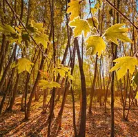 طبیعت دیدنی پاییزی کردستان 