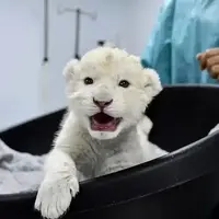 گوناگون/شکست انقراض؛ دو توله شیر سفید متولد شدند