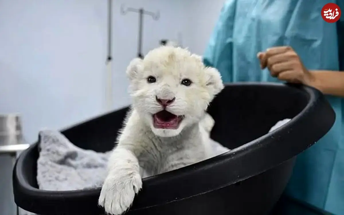 گوناگون/شکست انقراض؛ دو توله شیر سفید متولد شدند