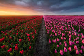 مزرعه گل در هلند