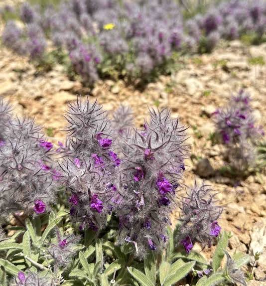 دوز مصرف چای کوهی