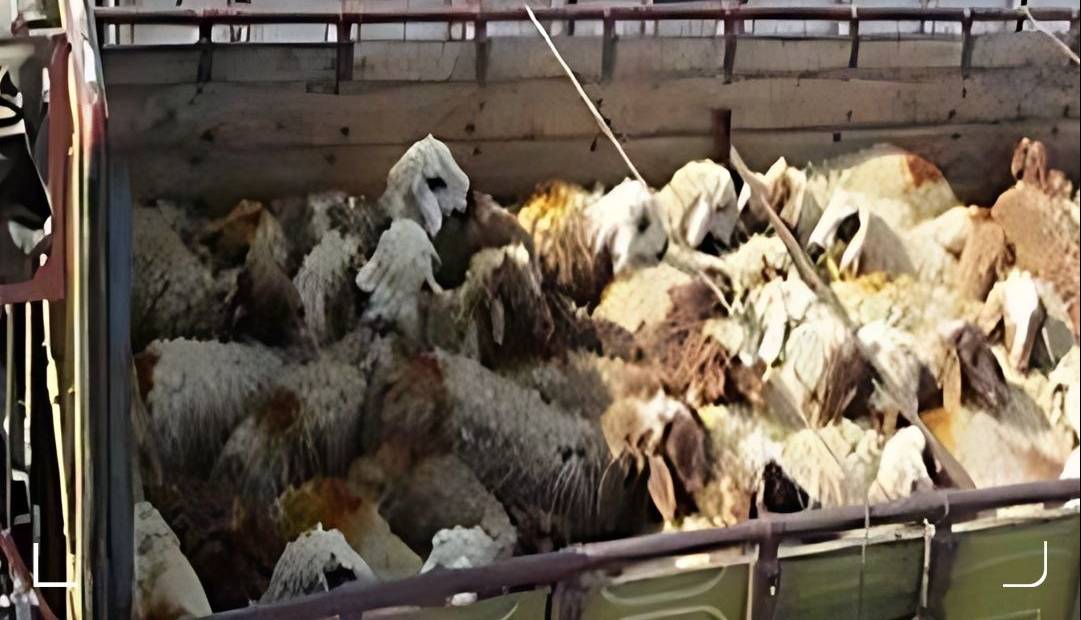 کشف یکهزار گوسفند قاچاق در فارس؛ ۱۰ نفر از مجرمین بازداشت شدند