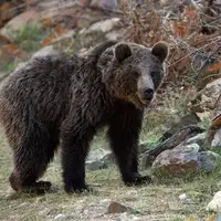 خرس قهوه‌ای مازندران آمادۀ خواب زمستانی می‌شود