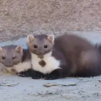 ثبت نخستین مشاهده سمور سنگی در شهرستان فردوس