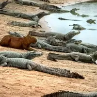 گوناگون/راز همزیستی عجیب؛ چرا تمساحها علاقهای به خوردن برگچهخوار ندارند؟