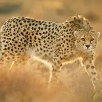 وزیر راه: برنامه ویژه برای حفاظت از یوز آسیایی در راه است