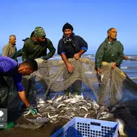 صید روزی از دریا